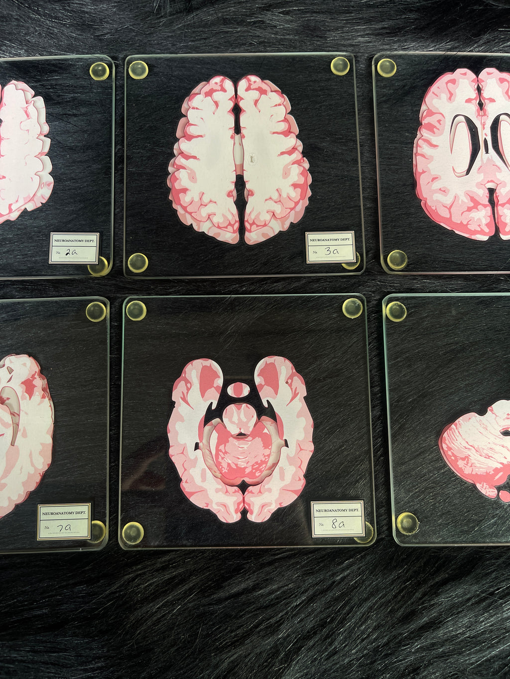 *Modern* Glass Anatomical Brain Slide Set of 10 Coasters