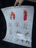*Modern* Laminated Double Sided Anatomy & Injuries of the Hip / Dermatomes Poster