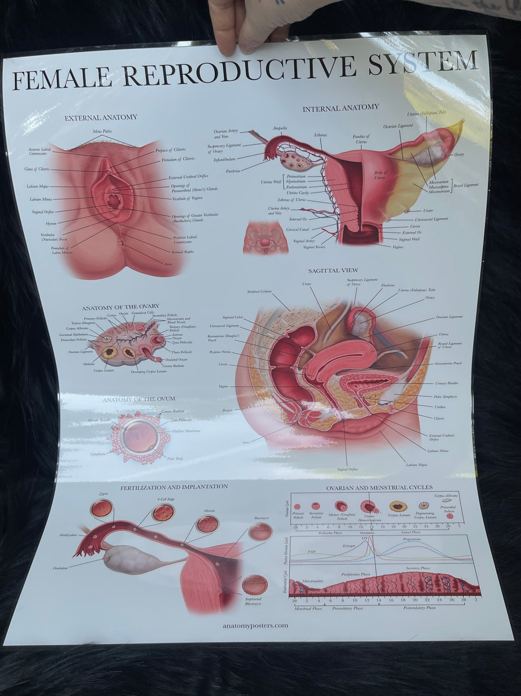*Modern* Laminated Double Sided Male / Female Reproductive System Poster