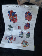 *Modern* Laminated Double Sided Anatomy of the Heart / Anatomy of the Brain Poster