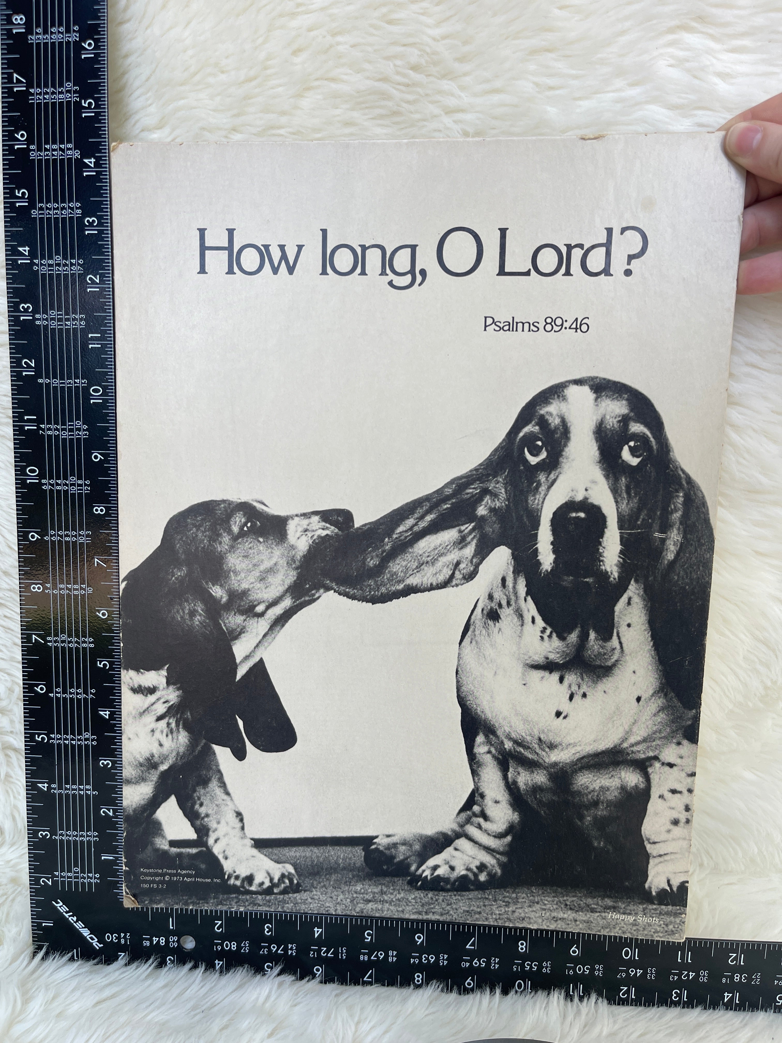Vintage 1973 Basset Hound Dog Funny Hanging / Standing Picture