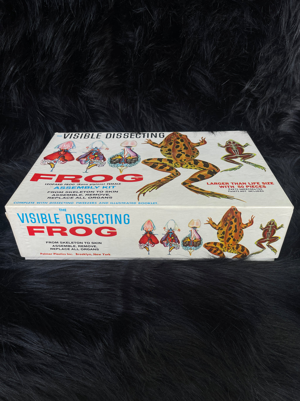 Vintage "Visible Dissection" Leopard Frog Assembly Kit