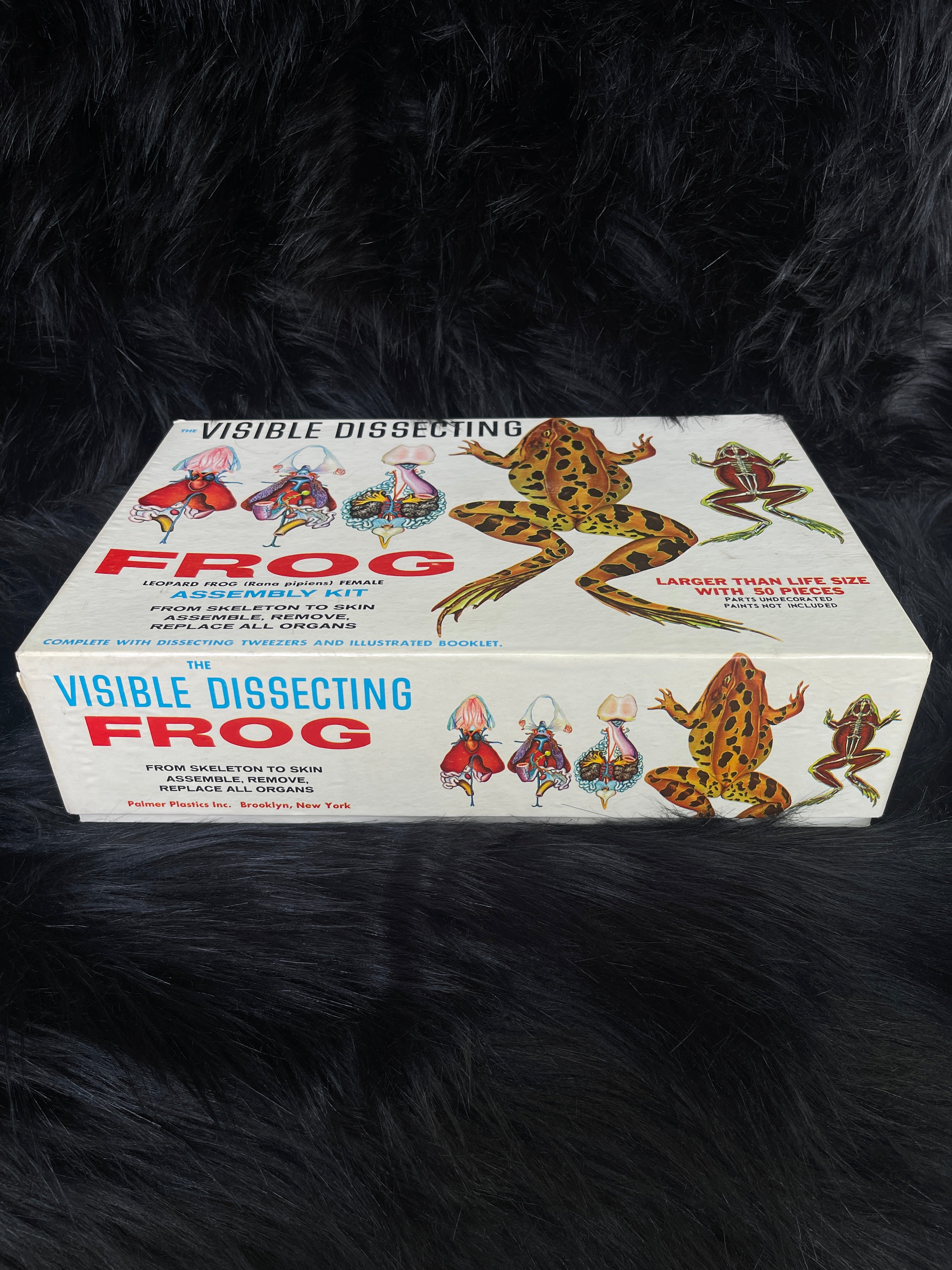 Vintage "Visible Dissection" Leopard Frog Assembly Kit