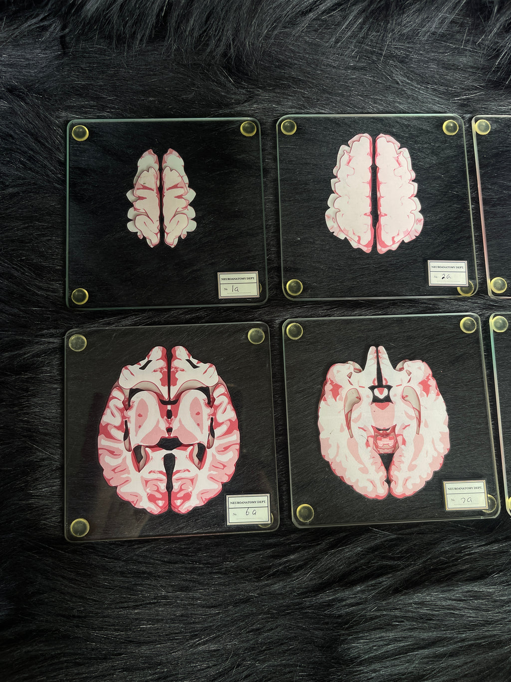 *Modern* Glass Anatomical Brain Slide Set of 10 Coasters