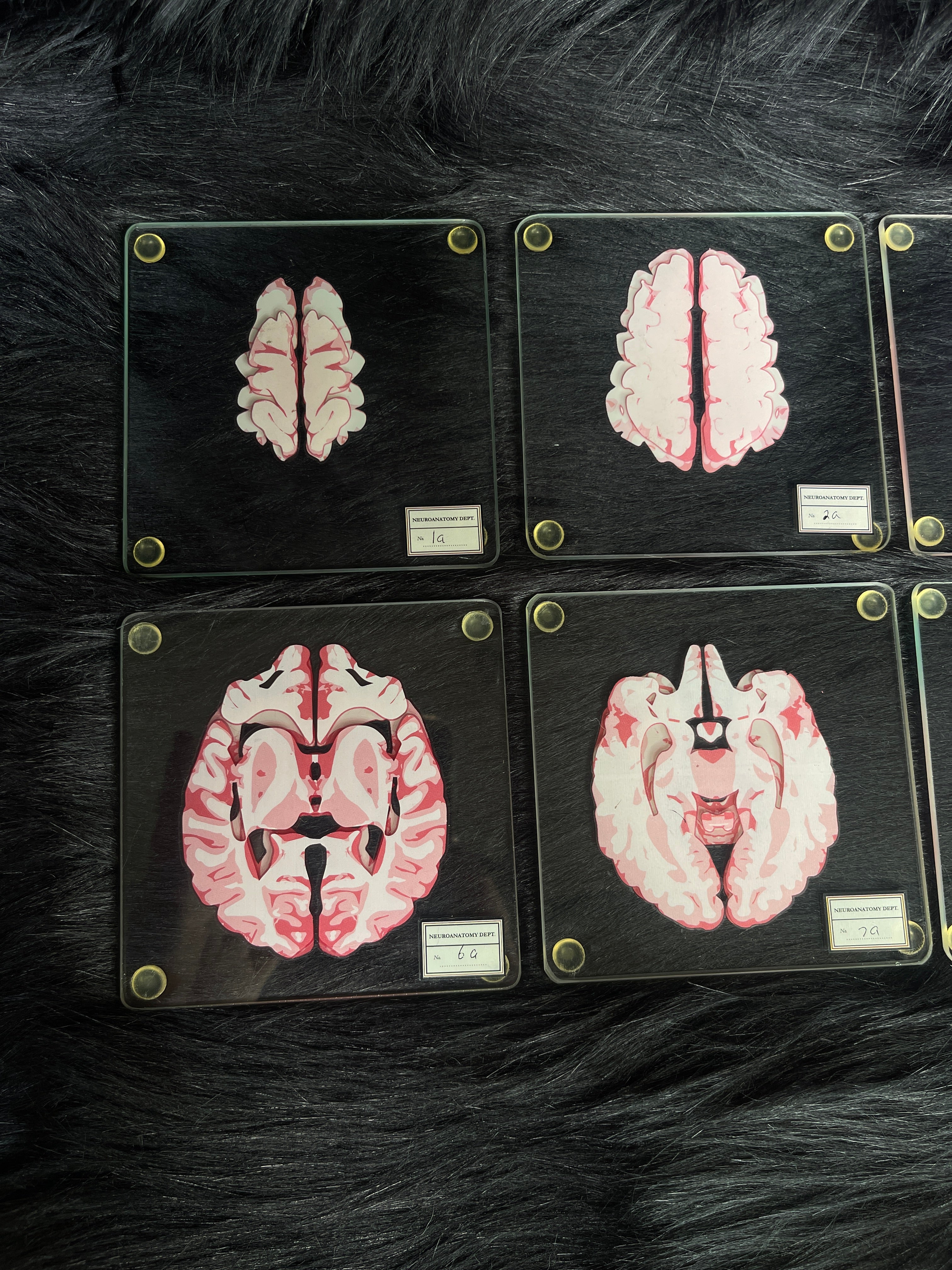 *Modern* Glass Anatomical Brain Slide Set of 10 Coasters