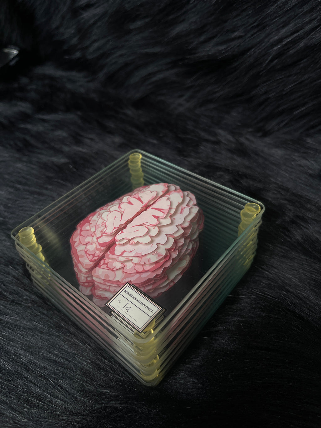 *Modern* Glass Anatomical Brain Slide Set of 10 Coasters