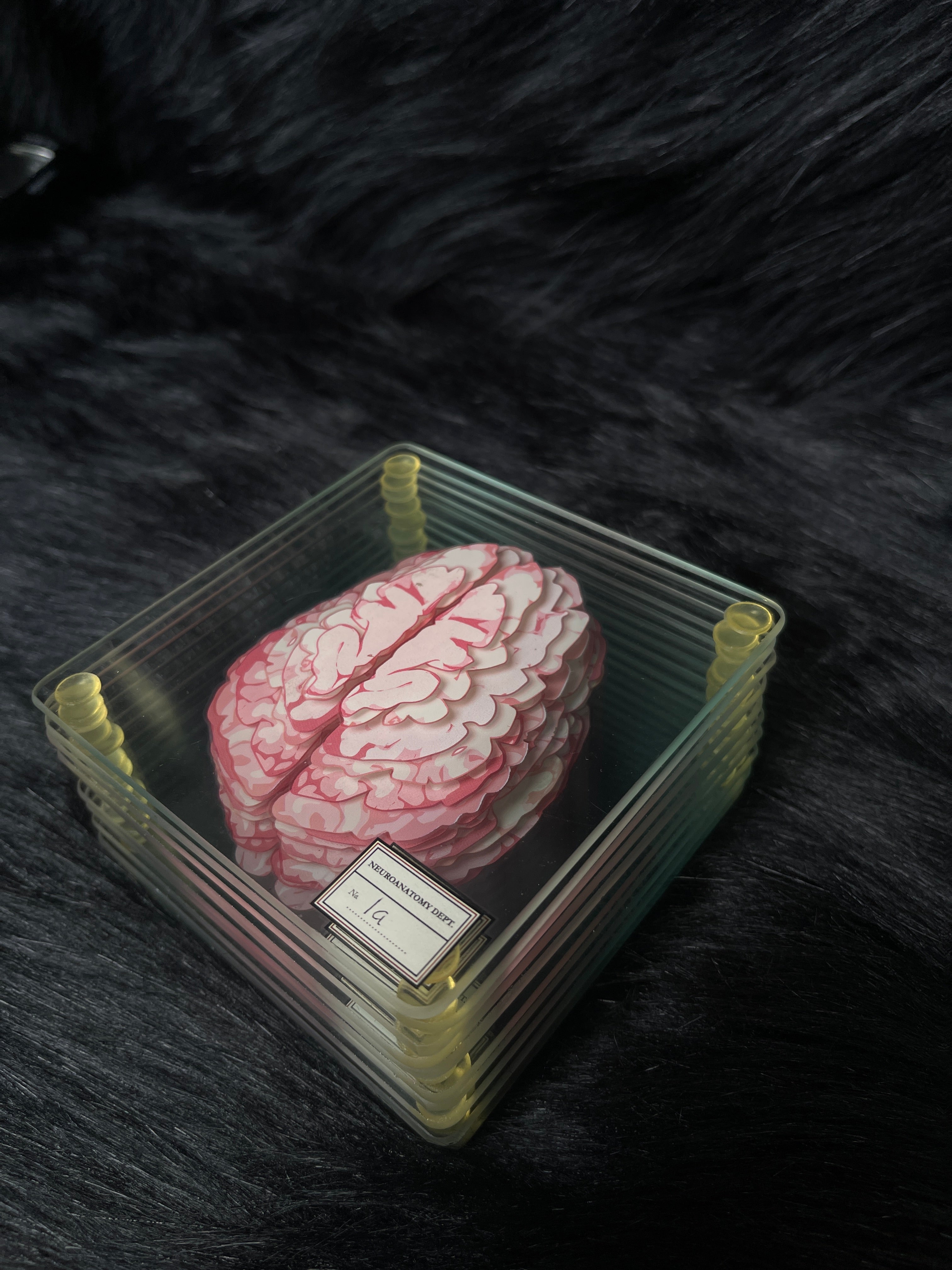*Modern* Glass Anatomical Brain Slide Set of 10 Coasters