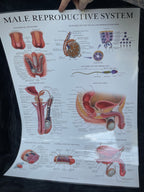 *Modern* Laminated Double Sided Male / Female Reproductive System Poster