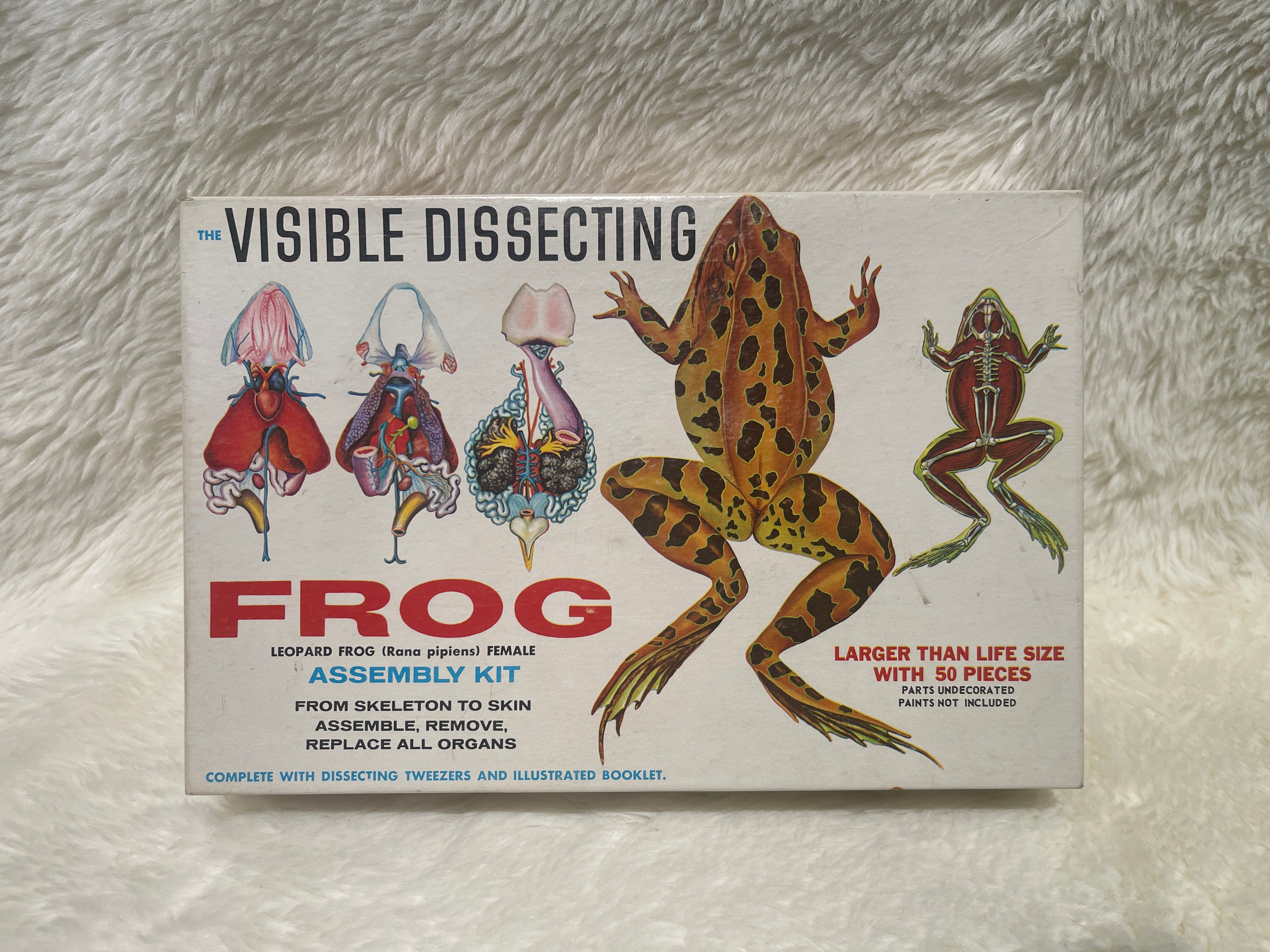 Vintage "Visible Dissection" Leopard Frog Assembly Kit