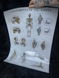 *Modern* Laminated Double Sided Ligaments of the Joints / Spinal & Cranial Nerves Poster