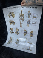 *Modern* Laminated Double Sided Ligaments of the Joints / Spinal & Cranial Nerves Poster