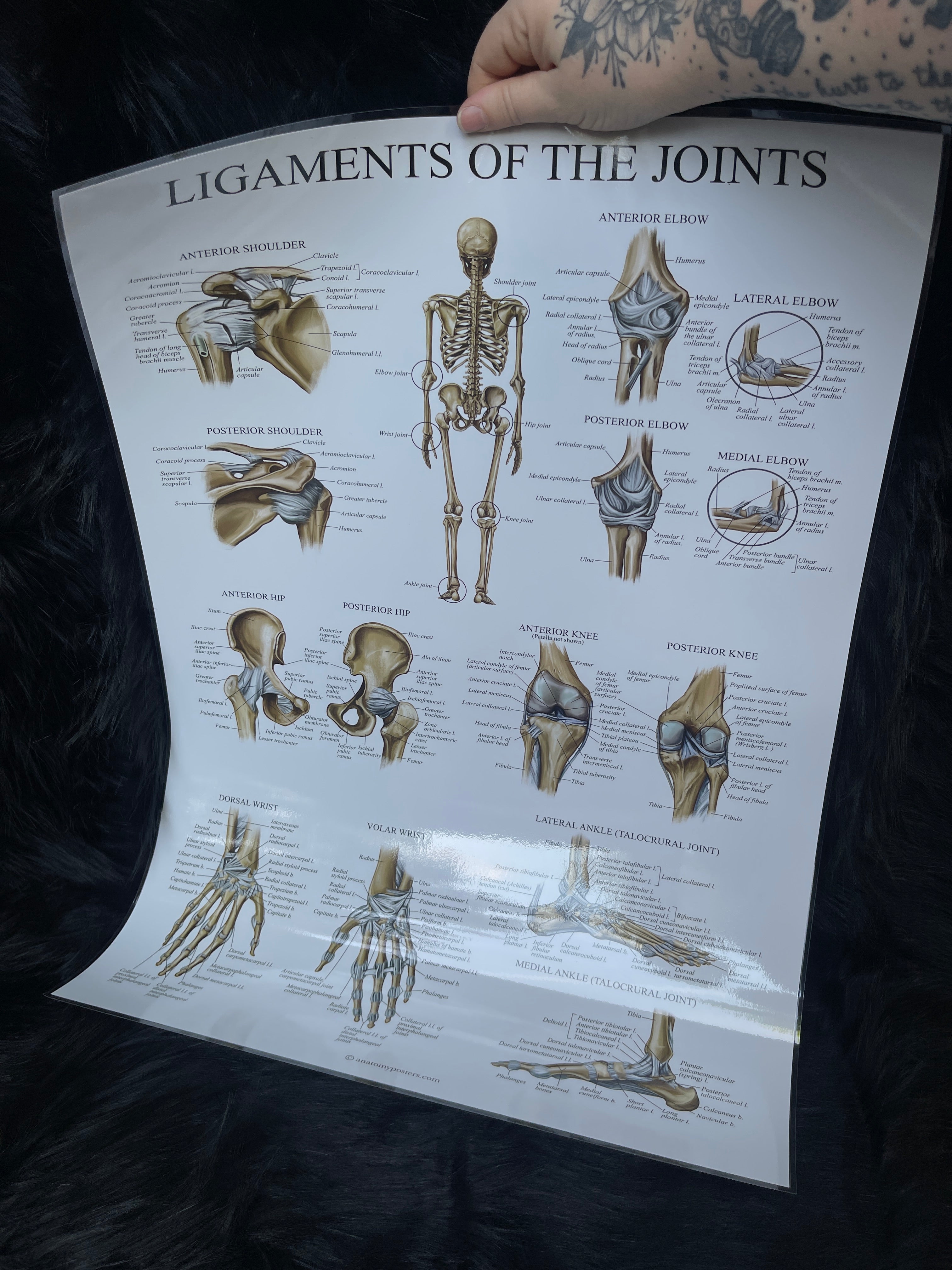 *Modern* Laminated Double Sided Ligaments of the Joints / Spinal & Cranial Nerves Poster