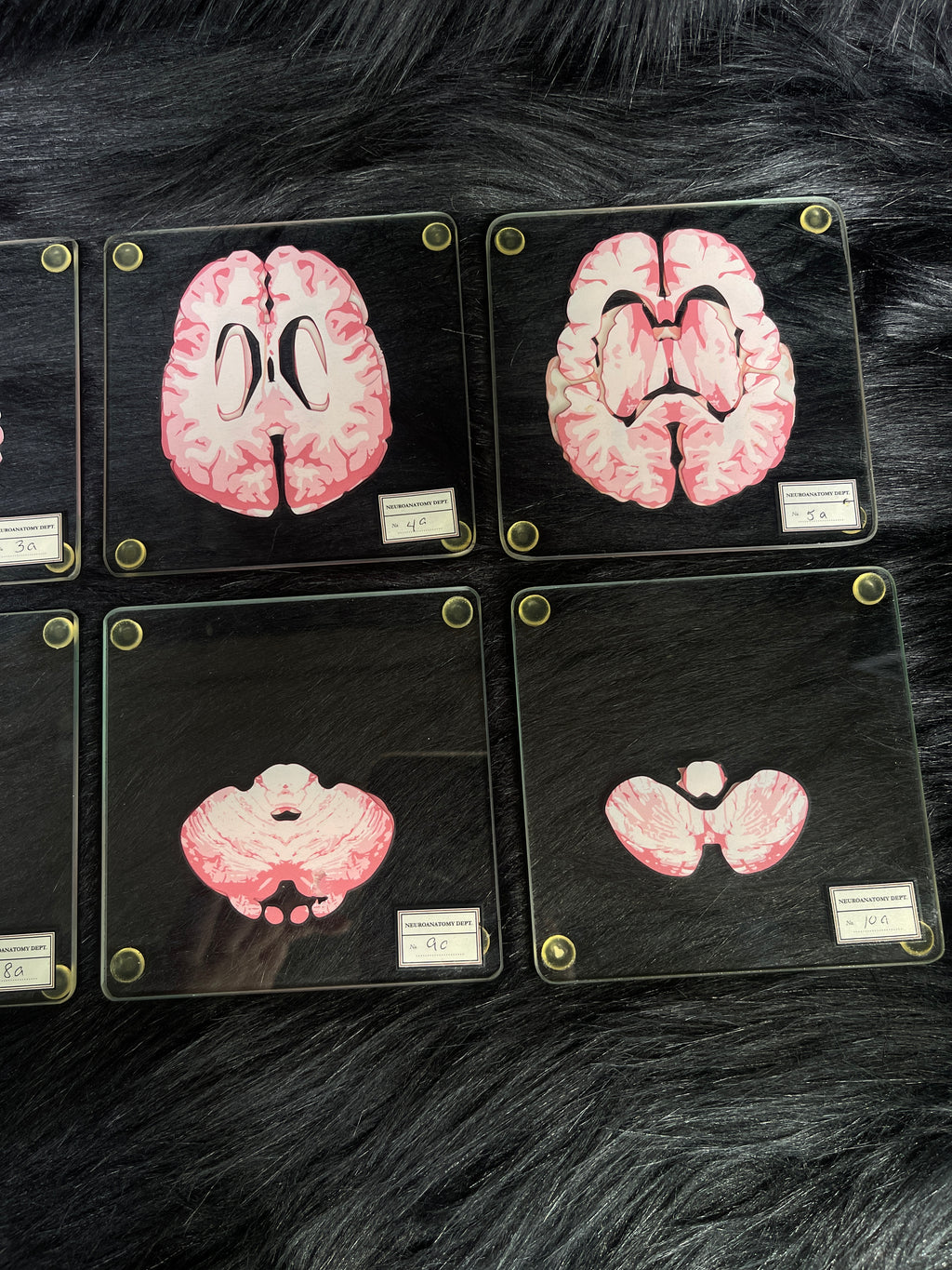 *Modern* Glass Anatomical Brain Slide Set of 10 Coasters