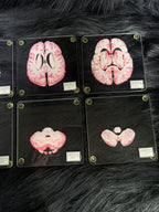 *Modern* Glass Anatomical Brain Slide Set of 10 Coasters