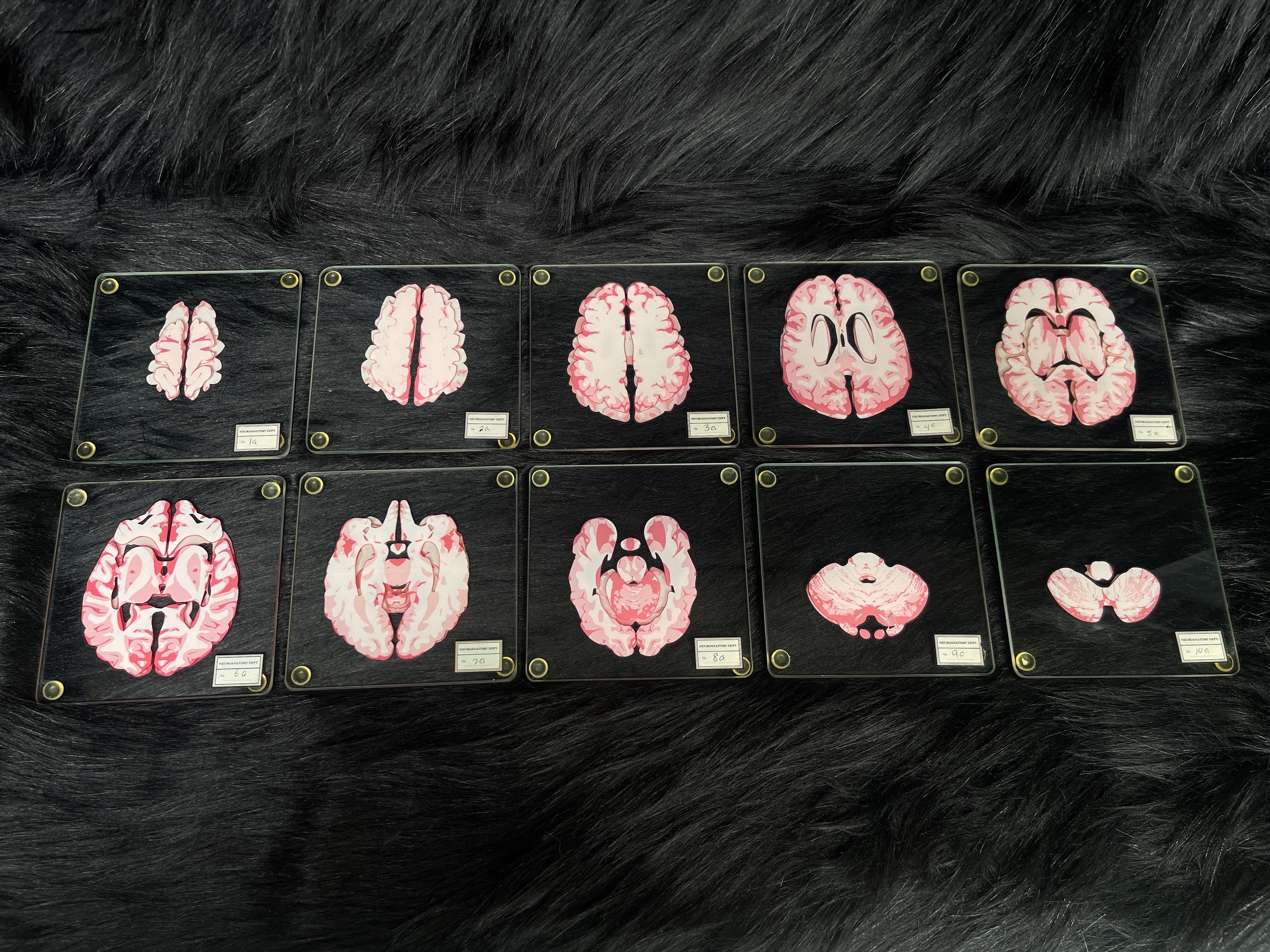 *Modern* Glass Anatomical Brain Slide Set of 10 Coasters
