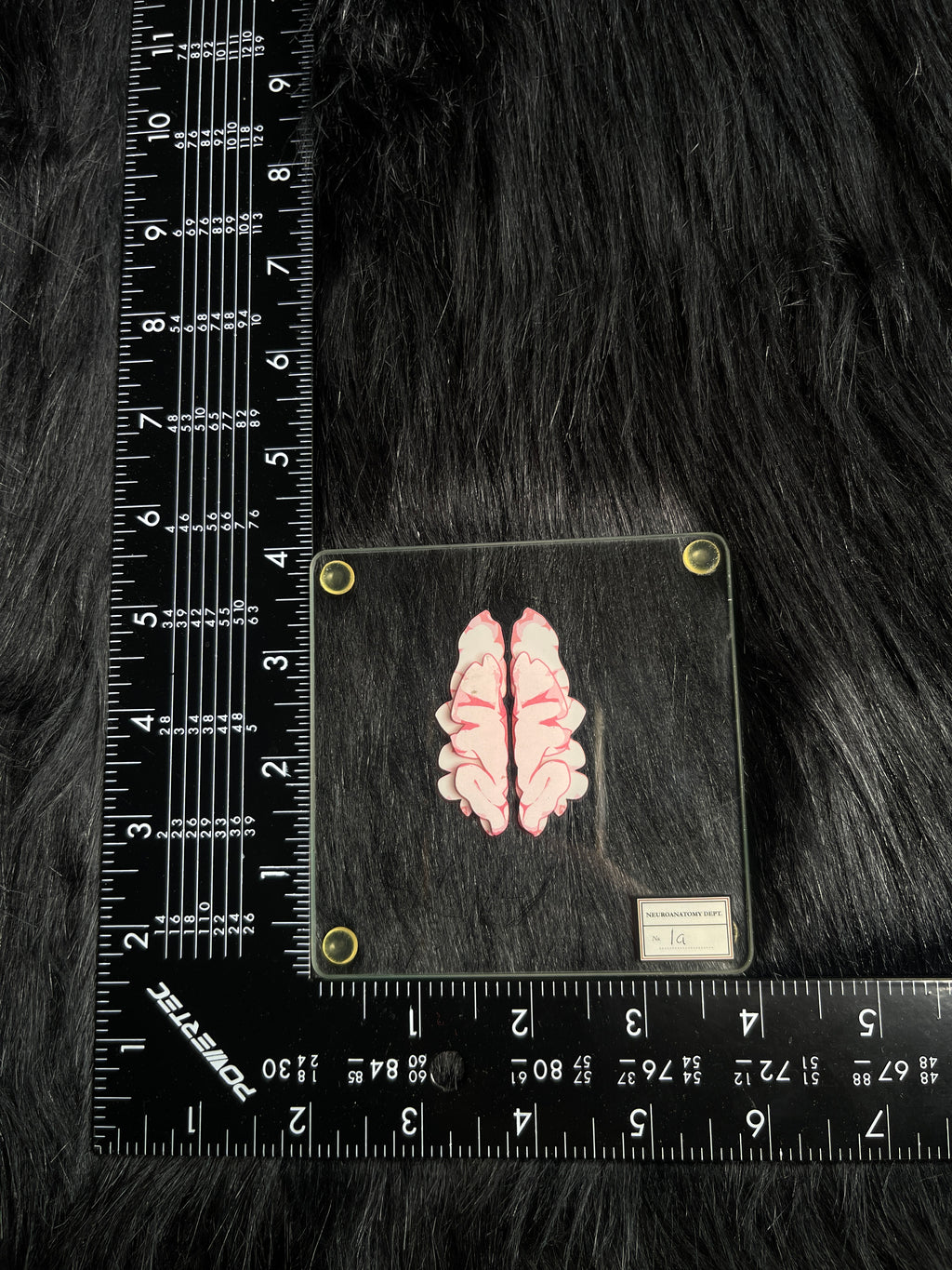 *Modern* Glass Anatomical Brain Slide Set of 10 Coasters