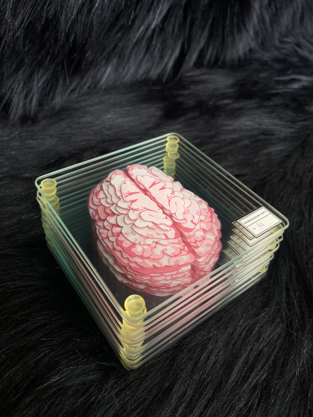 *Modern* Glass Anatomical Brain Slide Set of 10 Coasters