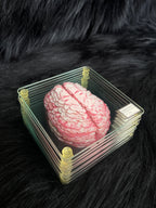 *Modern* Glass Anatomical Brain Slide Set of 10 Coasters