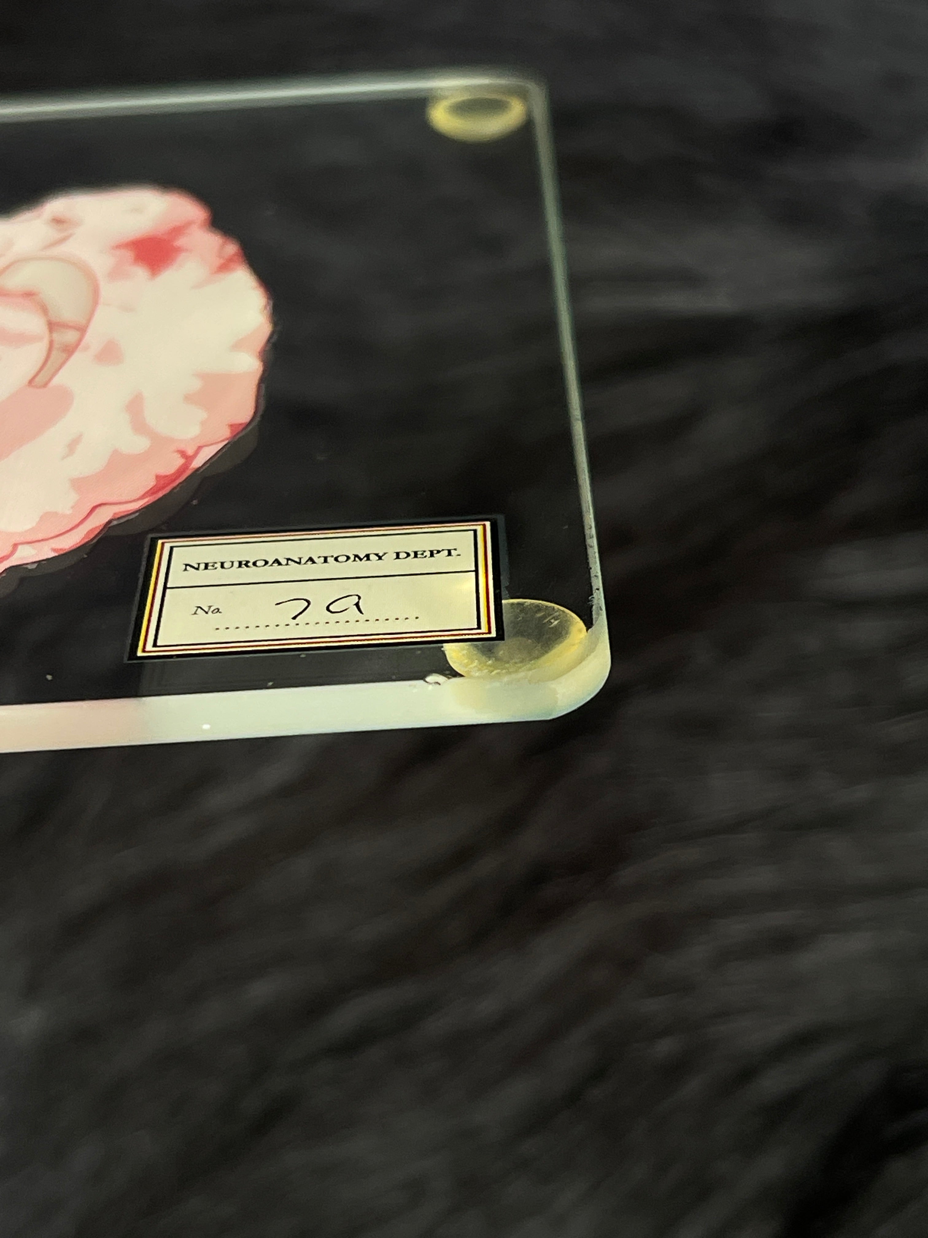 *Modern* Glass Anatomical Brain Slide Set of 10 Coasters