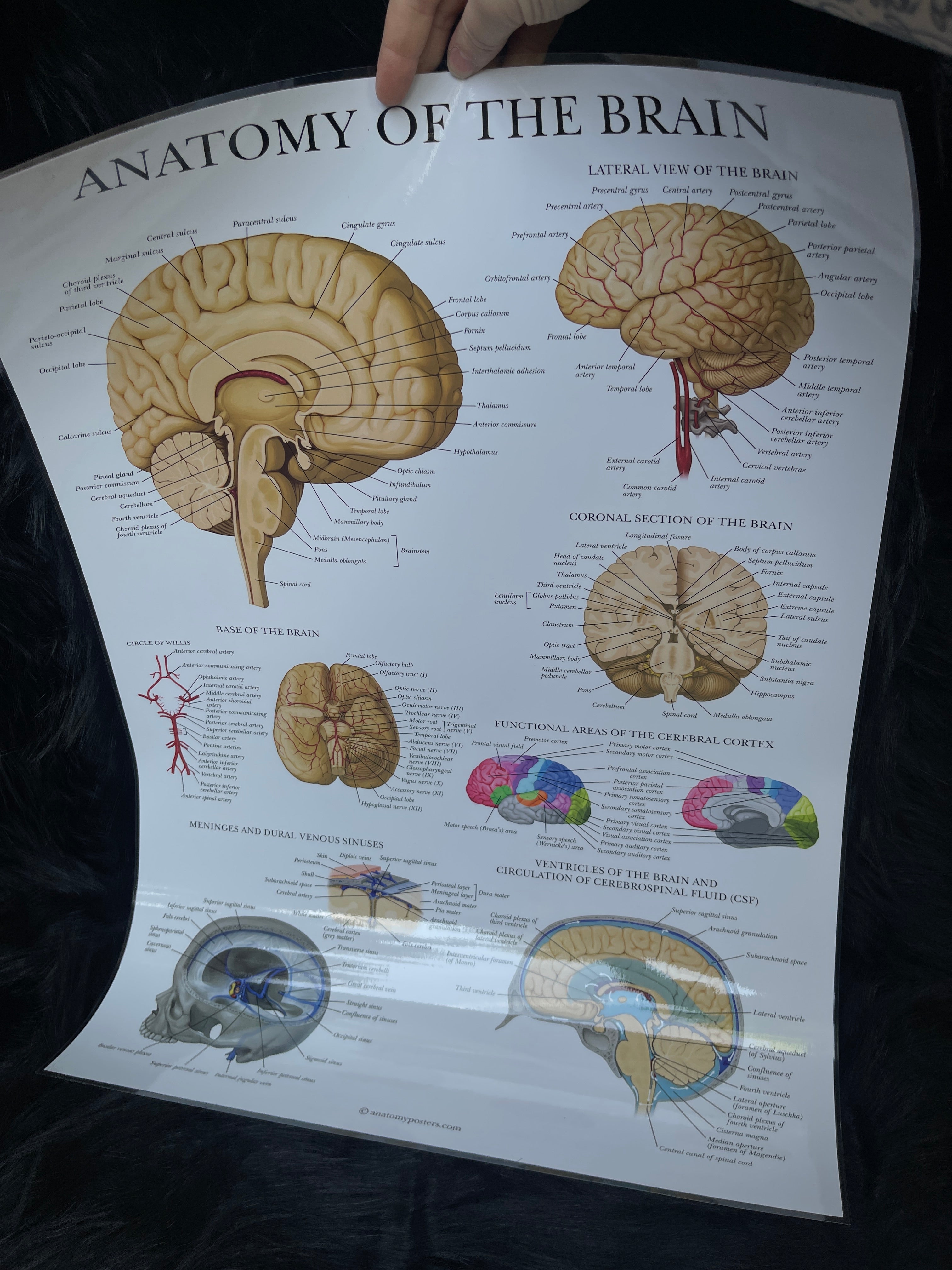 *Modern* Laminated Double Sided Anatomy of the Heart / Anatomy of the Brain Poster