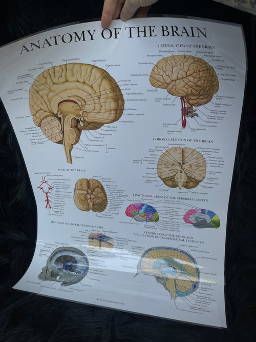 *Modern* Laminated Double Sided Anatomy of the Heart / Anatomy of the Brain Poster