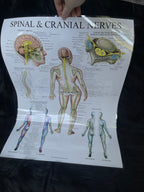 *Modern* Laminated Double Sided Ligaments of the Joints / Spinal & Cranial Nerves Poster