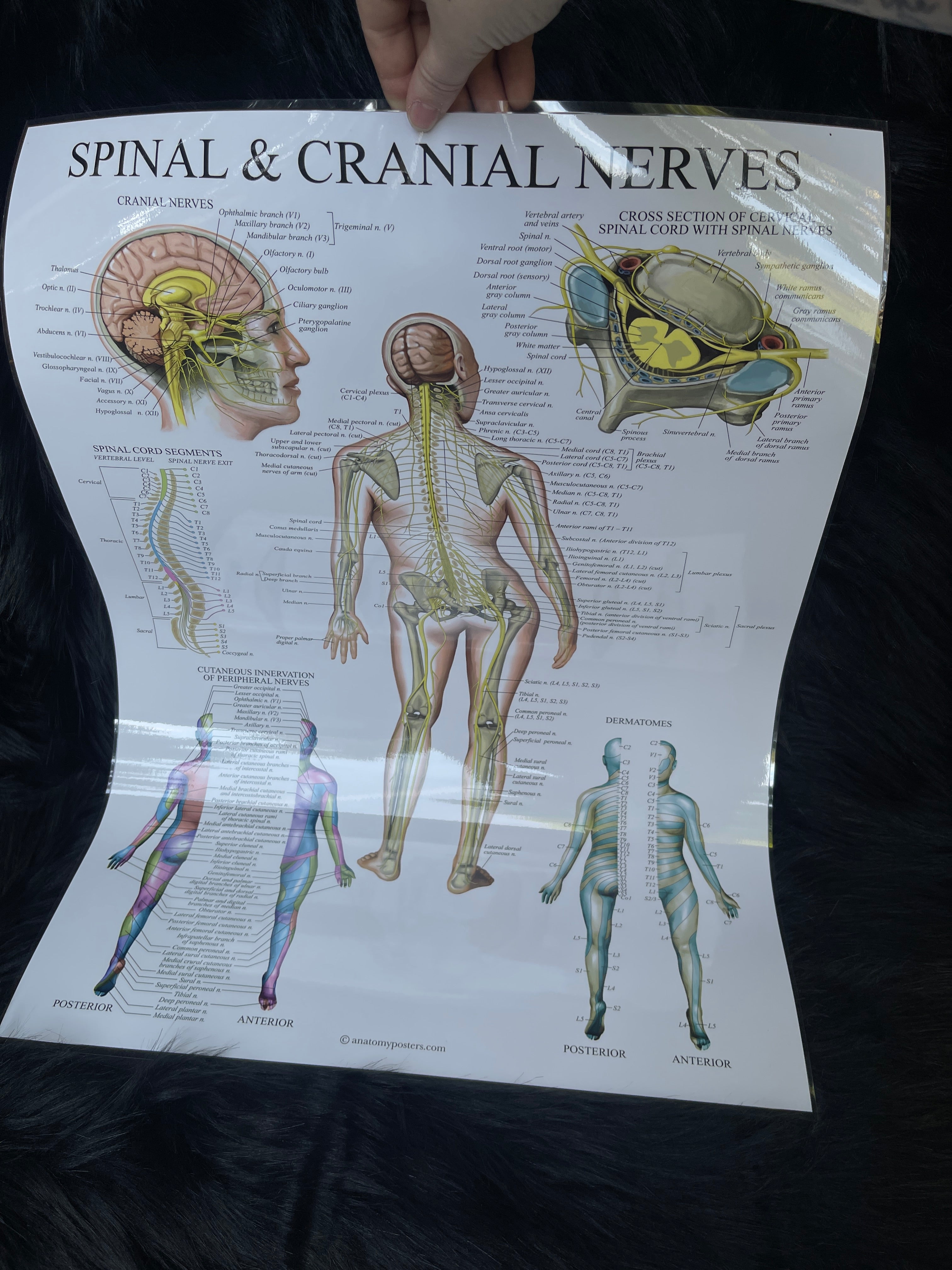 *Modern* Laminated Double Sided Ligaments of the Joints / Spinal & Cranial Nerves Poster