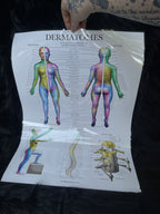 *Modern* Laminated Double Sided Anatomy & Injuries of the Hip / Dermatomes Poster
