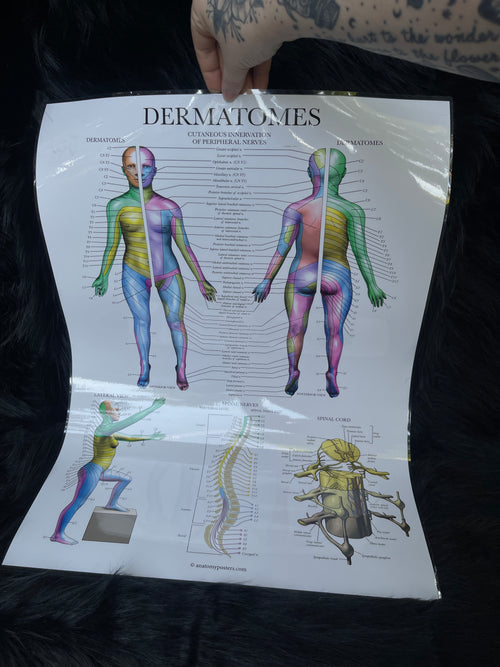 *Modern* Laminated Double Sided Anatomy & Injuries of the Hip / Dermatomes Poster