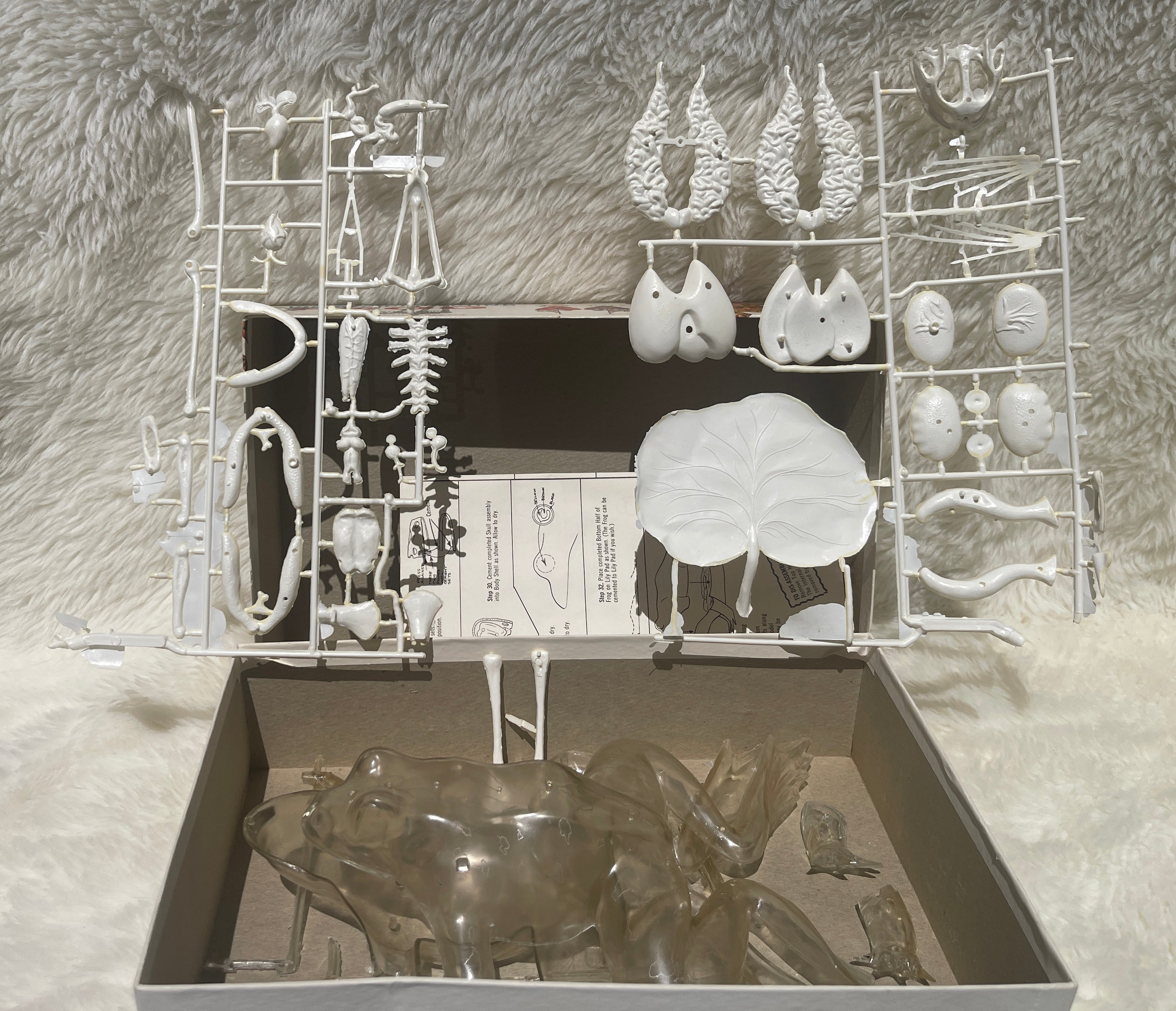 Vintage "Visible Dissection" Leopard Frog Assembly Kit
